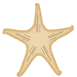 Stella Di Mare logo
